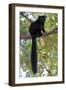 Black Lemur (Eulemur Macaco) Male, Nosy Komba, Madagascar-Bernard Castelein-Framed Photographic Print