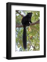 Black Lemur (Eulemur Macaco) Male, Nosy Komba, Madagascar-Bernard Castelein-Framed Photographic Print