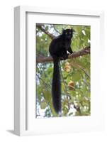 Black Lemur (Eulemur Macaco) Male, Nosy Komba, Madagascar-Bernard Castelein-Framed Photographic Print