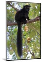 Black Lemur (Eulemur Macaco) Male, Nosy Komba, Madagascar-Bernard Castelein-Mounted Photographic Print
