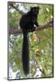 Black Lemur (Eulemur Macaco) Male, Nosy Komba, Madagascar-Bernard Castelein-Mounted Photographic Print