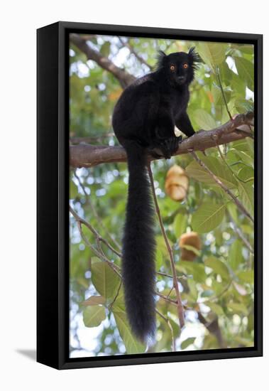 Black Lemur (Eulemur Macaco) Male, Nosy Komba, Madagascar-Bernard Castelein-Framed Stretched Canvas