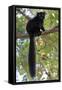 Black Lemur (Eulemur Macaco) Male, Nosy Komba, Madagascar-Bernard Castelein-Framed Stretched Canvas
