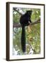 Black Lemur (Eulemur Macaco) Male, Nosy Komba, Madagascar-Bernard Castelein-Framed Photographic Print