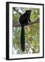 Black Lemur (Eulemur Macaco) Male, Nosy Komba, Madagascar-Bernard Castelein-Framed Photographic Print