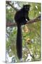 Black Lemur (Eulemur Macaco) Male, Nosy Komba, Madagascar-Bernard Castelein-Mounted Photographic Print