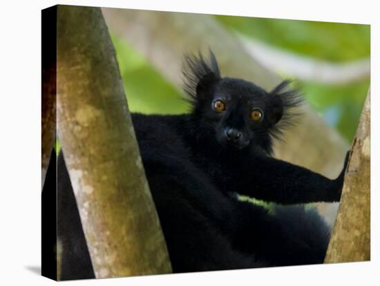 Black Lemur Male, Nosy Komba, North Madagascar, Iucn Vulnerable-Inaki Relanzon-Stretched Canvas