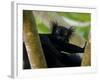 Black Lemur Male, Nosy Komba, North Madagascar, Iucn Vulnerable-Inaki Relanzon-Framed Photographic Print