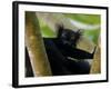 Black Lemur Male, Nosy Komba, North Madagascar, Iucn Vulnerable-Inaki Relanzon-Framed Photographic Print