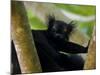 Black Lemur Male, Nosy Komba, North Madagascar, Iucn Vulnerable-Inaki Relanzon-Mounted Photographic Print