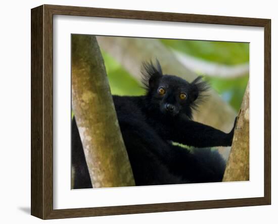 Black Lemur Male, Nosy Komba, North Madagascar, Iucn Vulnerable-Inaki Relanzon-Framed Photographic Print