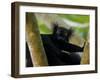 Black Lemur Male, Nosy Komba, North Madagascar, Iucn Vulnerable-Inaki Relanzon-Framed Photographic Print