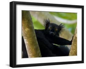 Black Lemur Male, Nosy Komba, North Madagascar, Iucn Vulnerable-Inaki Relanzon-Framed Photographic Print