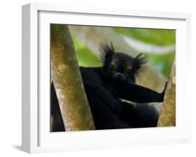 Black Lemur Male, Nosy Komba, North Madagascar, Iucn Vulnerable-Inaki Relanzon-Framed Photographic Print