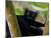 Black Lemur Male, Nosy Komba, North Madagascar, Iucn Vulnerable-Inaki Relanzon-Mounted Photographic Print