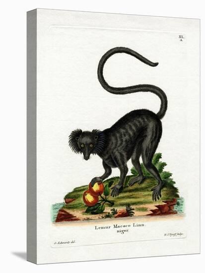 Black Lemur-null-Stretched Canvas