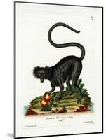 Black Lemur-null-Mounted Giclee Print