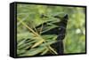 Black Leopard behind Leaves-DLILLC-Framed Stretched Canvas