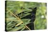 Black Leopard behind Leaves-DLILLC-Stretched Canvas