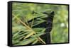 Black Leopard behind Leaves-DLILLC-Framed Stretched Canvas