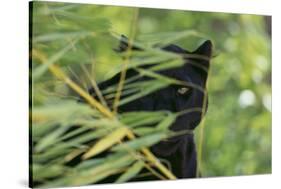 Black Leopard behind Leaves-DLILLC-Stretched Canvas