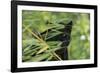 Black Leopard behind Leaves-DLILLC-Framed Photographic Print