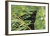 Black Leopard behind Leaves-DLILLC-Framed Photographic Print