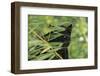 Black Leopard behind Leaves-DLILLC-Framed Photographic Print