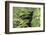 Black Leopard behind Leaves-DLILLC-Framed Photographic Print