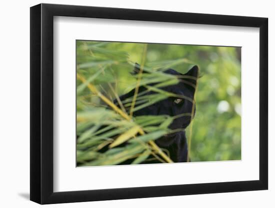 Black Leopard behind Leaves-DLILLC-Framed Photographic Print