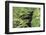 Black Leopard behind Leaves-DLILLC-Framed Photographic Print