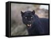 Black Leopard Snarling-DLILLC-Framed Stretched Canvas