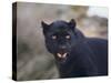 Black Leopard Snarling-DLILLC-Stretched Canvas