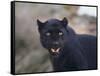 Black Leopard Snarling-DLILLC-Framed Stretched Canvas