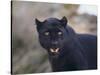 Black Leopard Snarling-DLILLC-Stretched Canvas