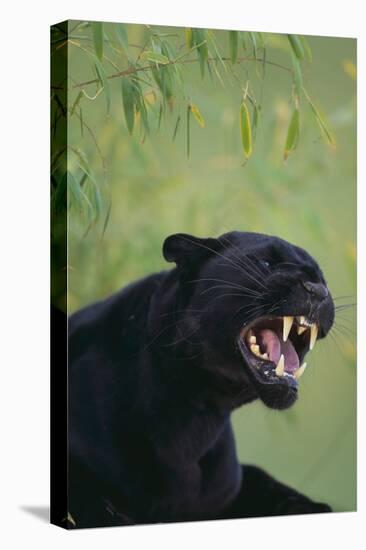 Black Leopard Snarling-DLILLC-Stretched Canvas