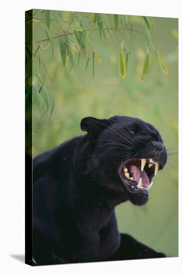 Black Leopard Snarling-DLILLC-Stretched Canvas