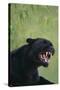 Black Leopard Snarling-DLILLC-Stretched Canvas