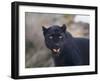 Black Leopard Snarling-DLILLC-Framed Photographic Print