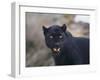 Black Leopard Snarling-DLILLC-Framed Photographic Print