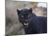 Black Leopard Snarling-DLILLC-Mounted Photographic Print