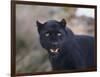 Black Leopard Snarling-DLILLC-Framed Photographic Print
