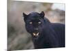 Black Leopard Snarling-DLILLC-Mounted Photographic Print