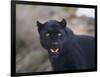 Black Leopard Snarling-DLILLC-Framed Photographic Print