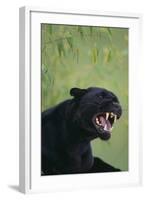 Black Leopard Snarling-DLILLC-Framed Photographic Print