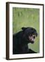 Black Leopard Snarling-DLILLC-Framed Photographic Print