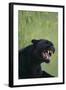 Black Leopard Snarling-DLILLC-Framed Photographic Print