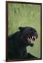 Black Leopard Snarling-DLILLC-Framed Photographic Print