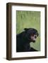 Black Leopard Snarling-DLILLC-Framed Photographic Print