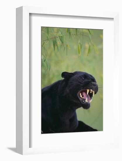 Black Leopard Snarling-DLILLC-Framed Photographic Print